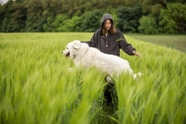 Žena s velkým bílým ovčáckým psem kráčející po zeleném žitném poli — Stock fotografie