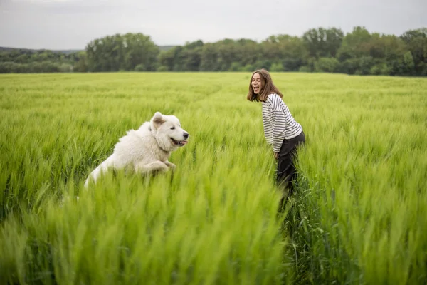 緑のライ麦畑を歩いて幸せな大きな白い羊の犬 — ストック写真