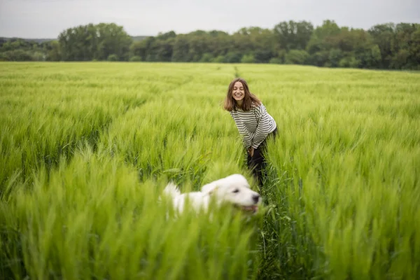 Mutlu büyük beyaz çoban köpeği yeşil çavdar tarlasında yürüyor — Stok fotoğraf