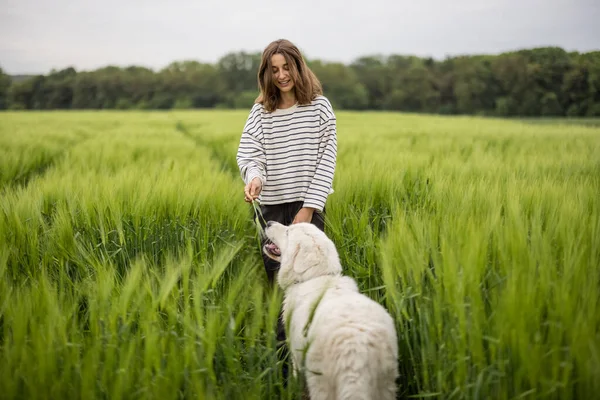 Grande cão pastor branco feliz andando no campo de centeio verde — Fotografia de Stock