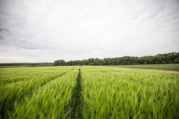 Landscape of fresh green rye field during summer