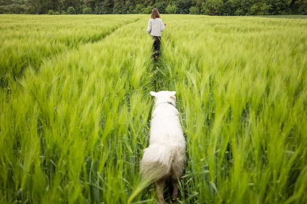 Büyük beyaz çoban köpeği olan bir kadın yeşil çavdar tarlasında koşuyor. — Stok fotoğraf