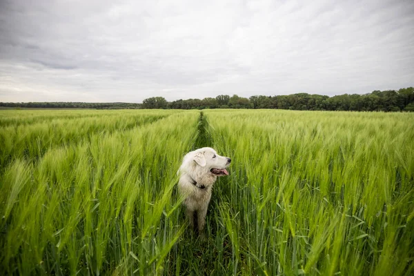 Felice grande cane da pastore bianco che cammina sul campo di segale verde — Foto Stock