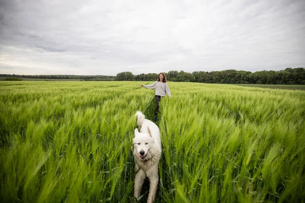 緑のライ麦畑を走っている大きな白い羊の犬を持つ女性 — ストック写真