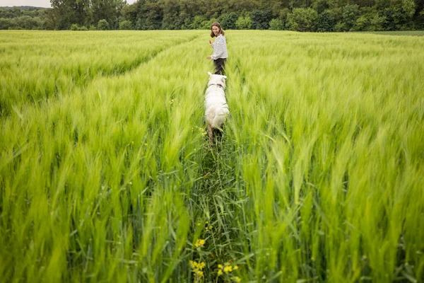 Büyük beyaz çoban köpeği olan bir kadın yeşil çavdar tarlasında koşuyor. — Stok fotoğraf