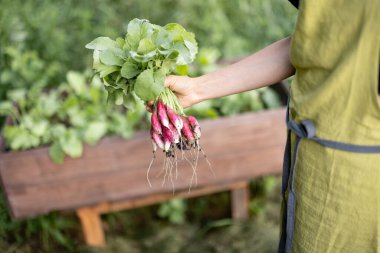 Ev bahçesinde taze turpları tutan çiftçiler