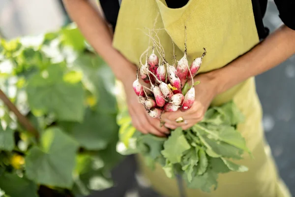 Farmers holding fresh radish in hands at home garden — Stock Photo, Image