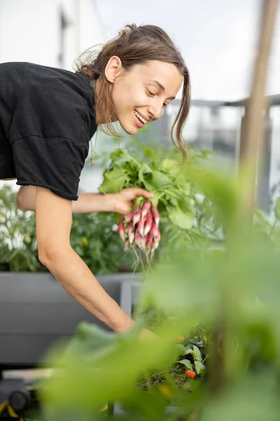 Exploitants tenant du radis frais dans les mains à la maison jardin — Photo