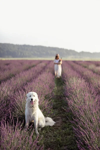 Maremma fårhund sitter i lavendel fält — Stockfoto