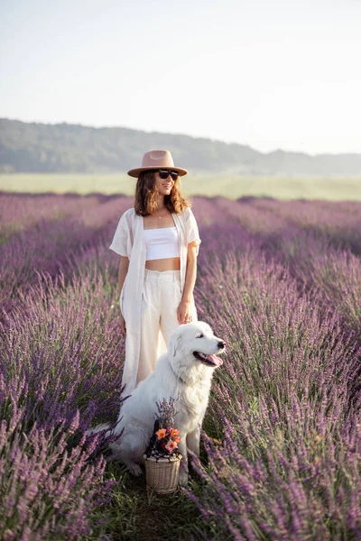 Kvinna promenader med husdjur på lavendel fält — Stockfoto