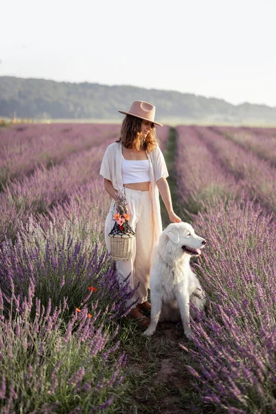 Vrouw wandelend met huisdier op lavendelveld — Stockfoto