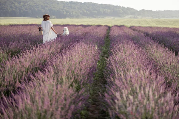 Kvinna promenader med husdjur på lavendel fält — Stockfoto