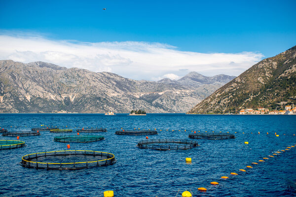 Fishing farm in Kotor bay