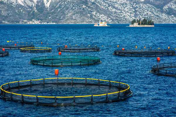 Fishing farm in Kotor bay