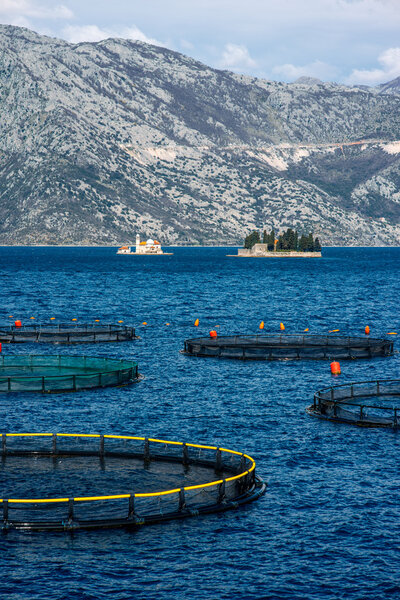 Fishing farm in Kotor bay