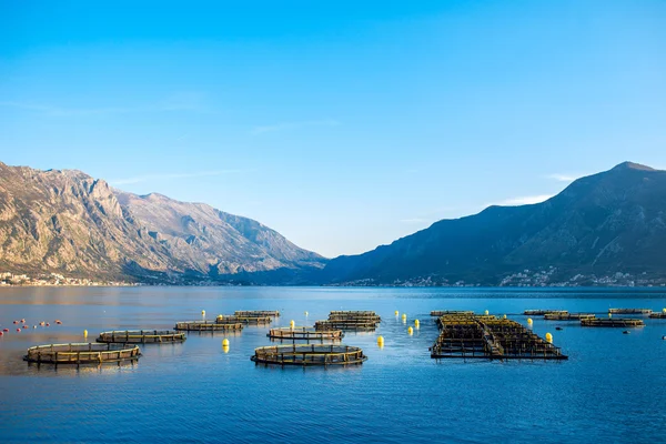 Azienda agricola di pesca — Foto Stock