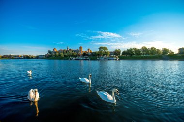 Güzel manzara ile Krakow'da Yüzme kuğular Vistula Nehri üzerinde