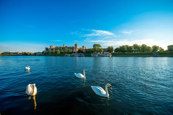 Hermosa vista sobre el río Vístula con cisnes nadando en Cracovia —  Fotos de Stock