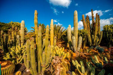 Gran Canaria ada kaktüs garden