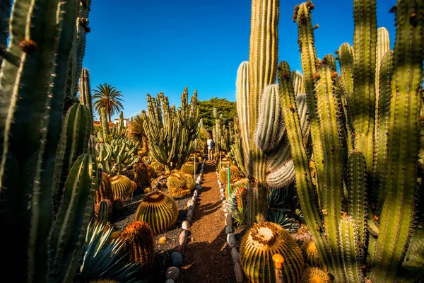 Кактус сад на острові Гран-Канарія — стокове фото