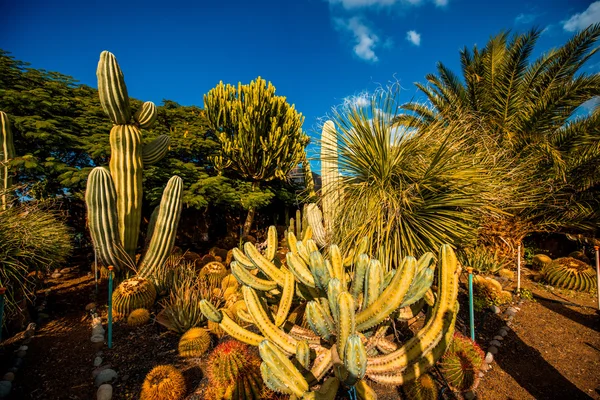 Jardín de cactus en la isla de Gran Canaria —  Fotos de Stock