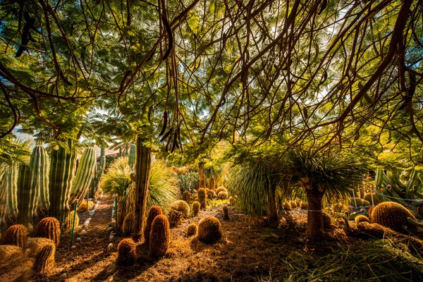 Cactus trädgård på Gran Canaria island — Stockfoto