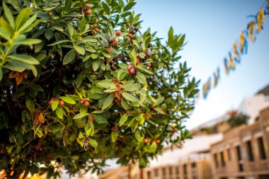 Zeytinli zeytin ağacı