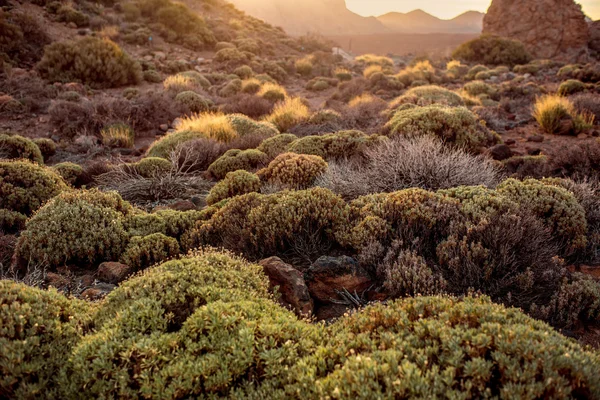 Teide nationalpark — Stockfoto