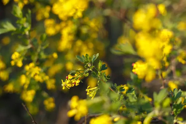 Arbusto amarillo floreciente de primavera — Foto de Stock