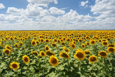 Gün ortasında ayçiçeği alan