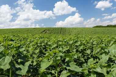 Alan genç yeşil ayçiçeği ile