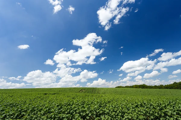 Campo com girassóis verdes jovens — Fotografia de Stock