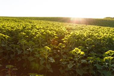 Alanında genç ayçiçeği