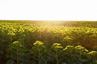 Alanında genç ayçiçeği