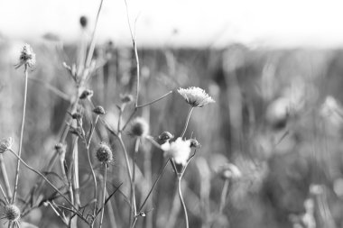 Çayır. Gün batımında vahşi bitkiler