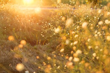 Çayır. Gün batımında vahşi bitkiler