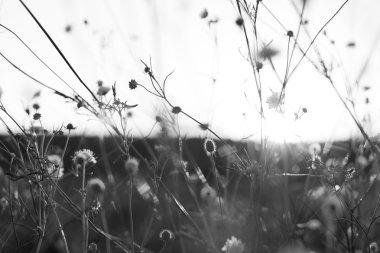 Çayır. Gün batımında vahşi bitkiler