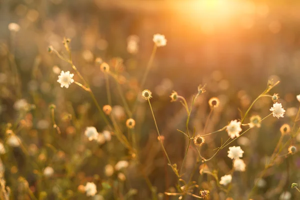 Louku. Divoké rostliny při západu slunce — Stock fotografie