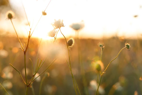 Wiese. Wildpflanzen bei Sonnenuntergang — Stockfoto