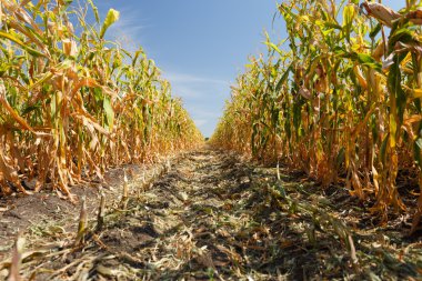 Mısır tarlası içinde yaz sonu