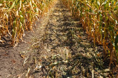 Mısır tarlası içinde yaz sonu