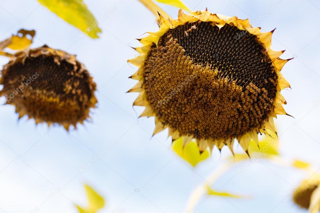 Riped sunflowers in the field