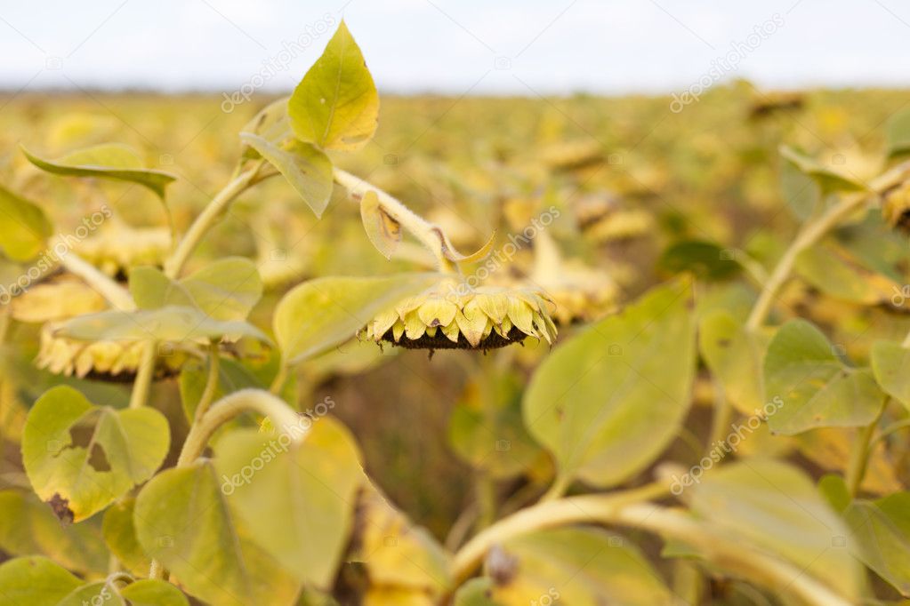 Riped sunflowers in the field