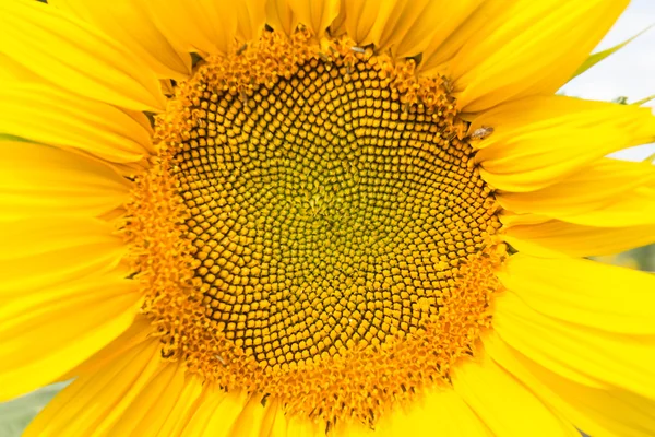 Tête de tournesol en gros plan, partie de fleur — Photo