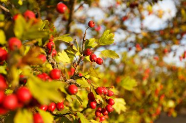 Sonbahar orman, Rowan ağacı