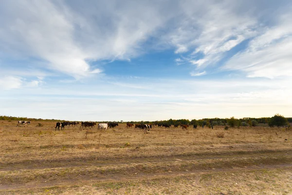 Mucche nel prato autunnale — Foto Stock