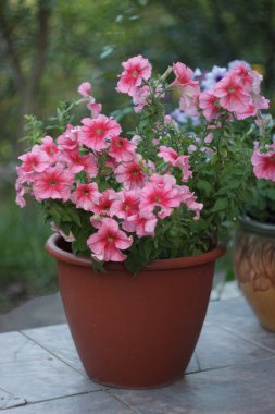 Petunya saksısı yaz bahçesinde.