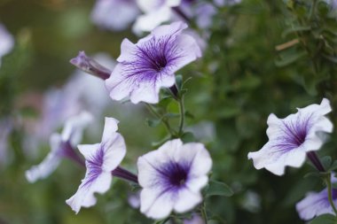Mor Petunya çiçekleri kapanıyor
