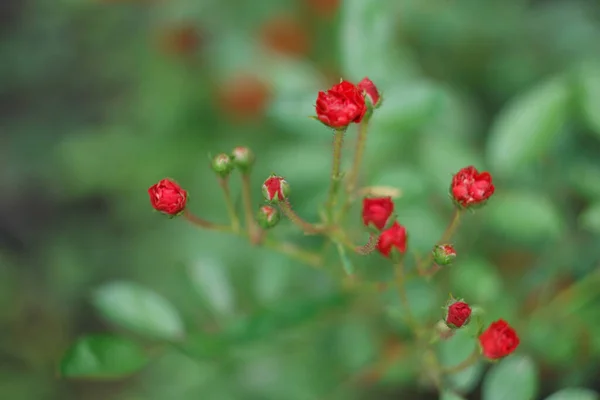 Small Red Rose Summer Gsrden Close — Stock Photo, Image