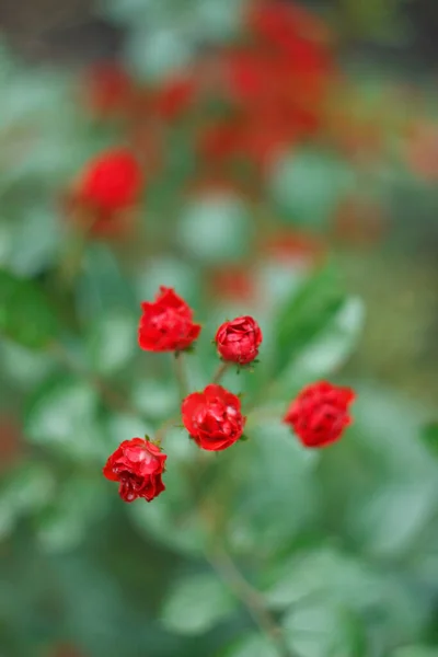 Small Red Rose Summer Gsrden Close — Stock Photo, Image